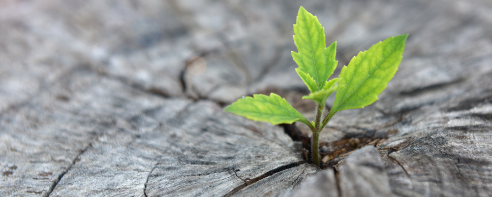 Header background image